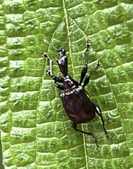 Paratrachelophorus nodicornis