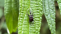 Paratrachelophorus nodicornis
