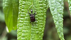 Paratrachelophorus nodicornis
