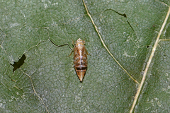 Errastunus ocellaris