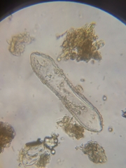 Surirella librile