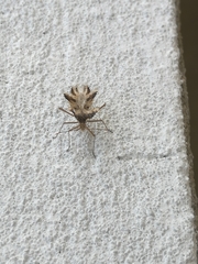 Phyllomorpha laciniata