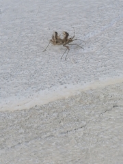 Phyllomorpha laciniata