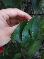 Graphium sarpedon nipponum