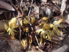 Erythrorchis cassythoides