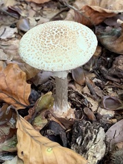 Amanita citrina