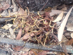 Erythrorchis cassythoides