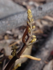 Erythrorchis cassythoides