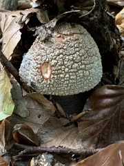Amanita excelsa