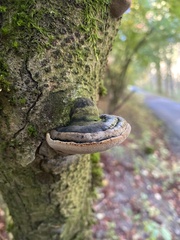 Phellinus igniarius
