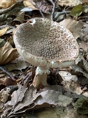 Amanita excelsa