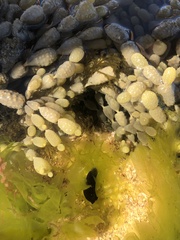 Melanochlamys queritor