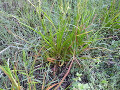 Philydrum lanuginosum