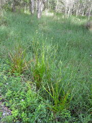 Philydrum lanuginosum