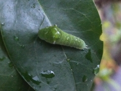 Graphium sarpedon nipponum