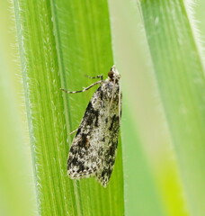 Scoparia chiasta
