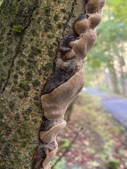 Phellinus igniarius