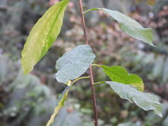 Oemleria cerasiformis