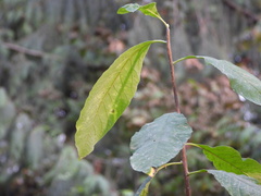 Oemleria cerasiformis
