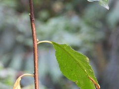 Oemleria cerasiformis