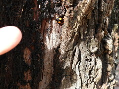 Paropsisterna sexpustulata