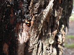 Paropsisterna sexpustulata