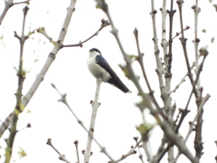 Pygochelidon cyanoleuca