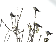 Pygochelidon cyanoleuca