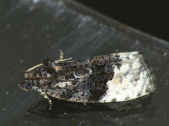 Apotomis betuletana