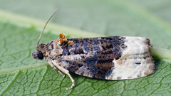Apotomis betuletana