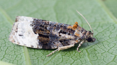 Apotomis betuletana