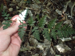 Polystichum oculatum