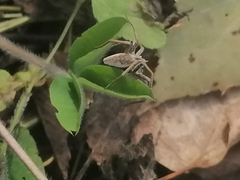 Pisaura