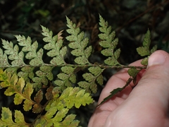 Polystichum oculatum