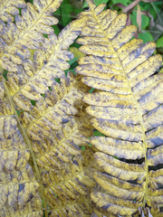 Pteridium aquilinum latiusculum