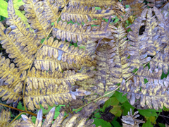 Pteridium aquilinum latiusculum