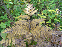 Pteridium aquilinum latiusculum
