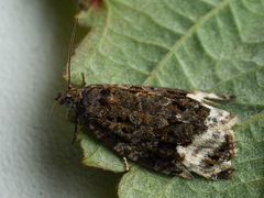 Apotomis capreana