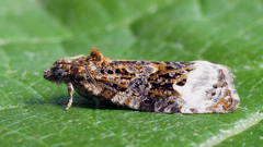 Apotomis capreana