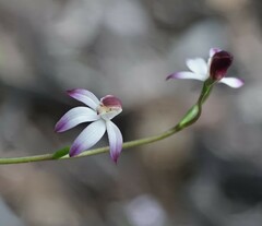 Caladenia moschata