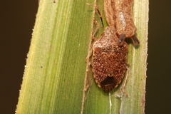 Dryadocoris