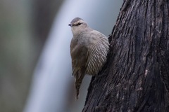 Climacteris picumnus