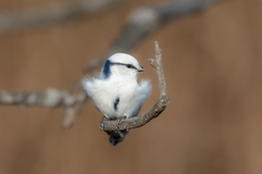 Cyanistes cyanus