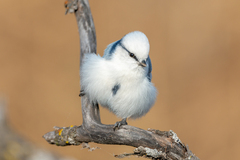 Cyanistes cyanus