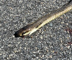 Dispholidus typus typus