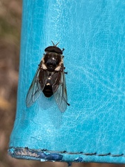 Scaptia auriflua