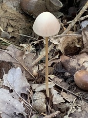 Mycena sanguinolenta