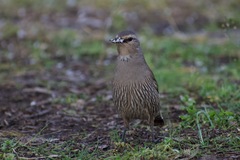 Climacteris picumnus