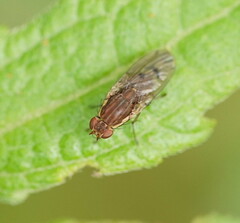 Heleomyzidae
