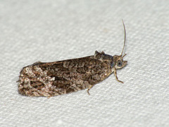 Apotomis inundana